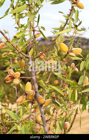 Mandel (Prunus dulcis oder Prunus amygdalus) ist ein Laubbaum, der in Asien von der Türkei bis Indien beheimatet ist, aber wegen seiner essbaren Früchte (Drupes) weit verbreitet wird Stockfoto