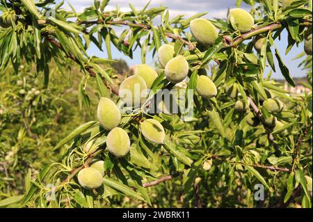 Mandel (Prunus dulcis oder Prunus amygdalus) ist ein Laubbaum, der in Asien von der Türkei bis Indien beheimatet ist, aber wegen seiner essbaren Früchte (Drupes) weit verbreitet wird Stockfoto