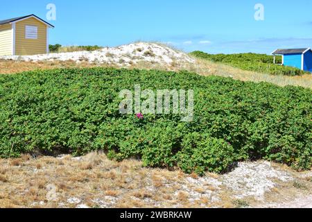 Strandrose (Rosa rugosa) ist ein Laubstrauch aus Ostasien und in Nordeuropa eingebürgert (invasiv). Dieses Foto wurde in Falsterbo aufgenommen Stockfoto