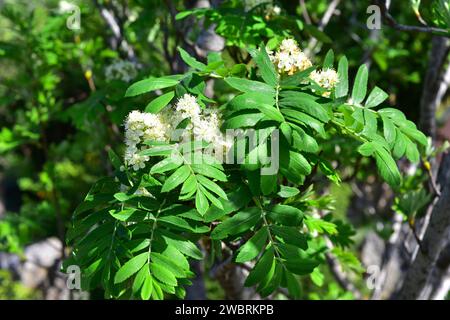 Sorbus domestica ist ein Laubbaum, der in Südeuropa, Nordafrika, dem Kaukasus und der Nordtürkei beheimatet ist. Blumen und Blätter d Stockfoto