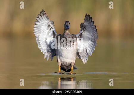 Gadwall (Mareca strepera), Vorderansicht eines Malein-Fluges für Erwachsene, Kampanien, Italien Stockfoto