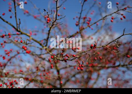 Rosa Canina Busch gegen blauen Himmel, weicher Fokus Stockfoto