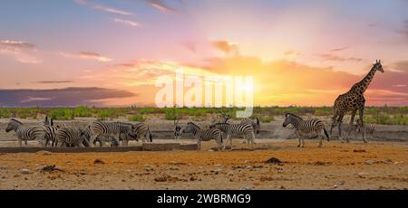 Herde von Burchell Zebra mit einer einsamen Giraffe und Oryx an einem Wasserloch mit natürlichem Hintergrund - Etosha National Park Stockfoto