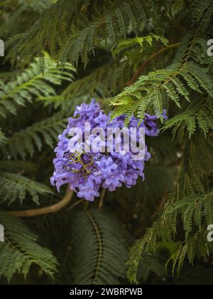 Zweige von Jacaranda mit violetten Blüten, umgeben von grün geschnitzten Blättern. Großaufnahme der Blumen von Jacaranda mimosifolia in Málaga, Andalusien, Spanien Stockfoto