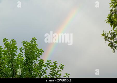 Pflaumen hängen am Baum, im Garten Stockfoto