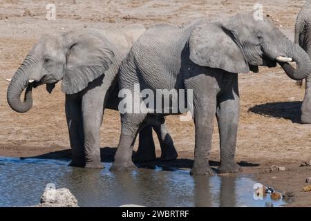 Elefanten trinken im Halali Wasserloch, Etosha Nationalpark, Namibia Stockfoto