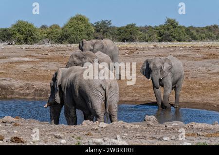 Elefanten trinken im Halali Wasserloch, Etosha Nationalpark, Namibia Stockfoto