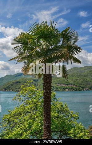 Idyllischer Blick im Dorf Morcote am Luganer See in der Nähe von Lugano, Kanton Tessin, Schweiz Stockfoto