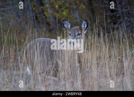 Weibchen Weissschwanzhirsche, die im Frühling in Kanada auf der großen grasbewachsenen Wiese in Alarmbereitschaft stehen Stockfoto