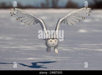 Schneeeule (Bubo scandiacus) fliegt tief über der Jagd auf ein offenes schneebedecktes Feld im Winter in Ottawa, Kanada Stockfoto