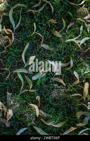 Gefallene Lindensamen auf grünem Gras, gefallene Blätter, trockene Blätter Stockfoto
