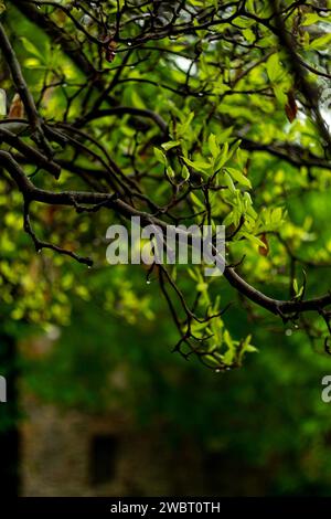 Grüne Blätter auf Magnolienzweigen Stockfoto