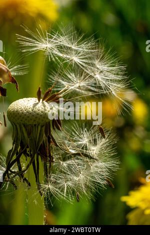 Verblichener Löwenzahn auf einem verschwommenen Hintergrund der Blüte Stockfoto