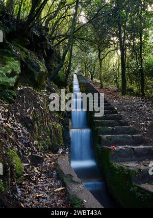 Levada (landwirtschaftlicher Wasserkanal) und Steintreppen, die durch den üppigen, grünen Laurissilva-Wald in Ribeiro Frio, Madeira, Portugal, hinaufsteigen. Stockfoto