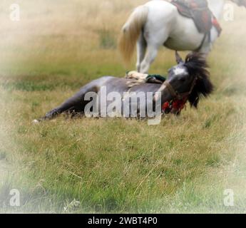 Traumhafte Szene von einem schwarzen Pferd Rollen im Gras und ein weißes Pferd hinter stehend, absichtlich unscharf. Stockfoto