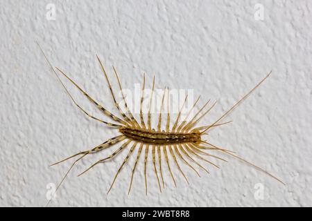 Der Haustausendfüßer (Scutigeta coleopterata) an der weißen Wand Stockfoto