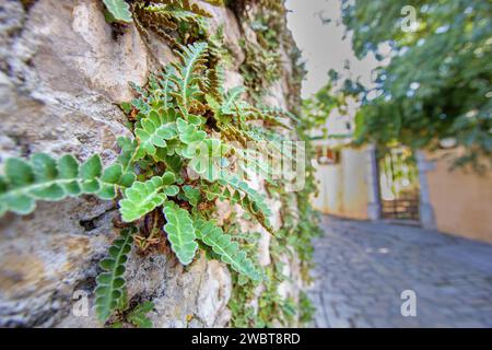 Der Rustyback Farn (Asplenium ceterach) an der Mauer in der Straße der Stadt - Weitwinkelfoto Stockfoto