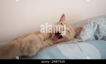 Nahaufnahme einer mandarinenfarbenen Katze, die auf hellblauen Kissen liegt, gähnt und vor weißem Hintergrund zur Kamera blickt Stockfoto