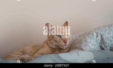 Nahaufnahme einer mandarinenfarbenen Katze, die auf hellblauen Kissen liegt und nach rechts vor weißem Hintergrund blickt Stockfoto