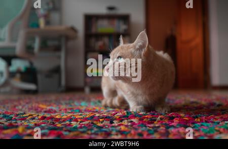 Nahaufnahme einer mandarinenfarbenen Katze, die auf einem mehrfarbigen Teppich liegt und nach links vor einem unscharfen Möbelhintergrund zeigt Stockfoto