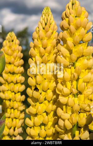 Gelbe Lupinenblumen im Frühlingssonnenschein Stockfoto