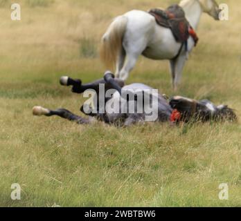 Traumhafte Szene von einem schwarzen Pferd Rollen im Gras und ein weißes Pferd hinter stehend, absichtlich unscharf. Stockfoto