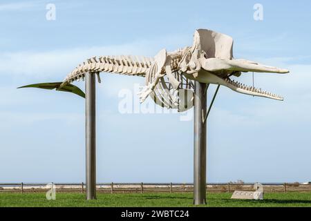 Skelett eines Spermawals. Freilichtmuseum mit natürlichem Walskelett in der Nähe des Leuchtturms Morro Jable, Jandía, Fuerteventura, Kanarischen Inseln, Spanien. Stockfoto