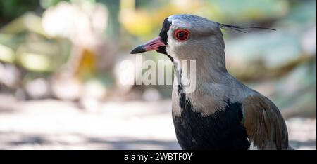 Vanellus chilensis Foto aus nächster Nähe. Stockfoto