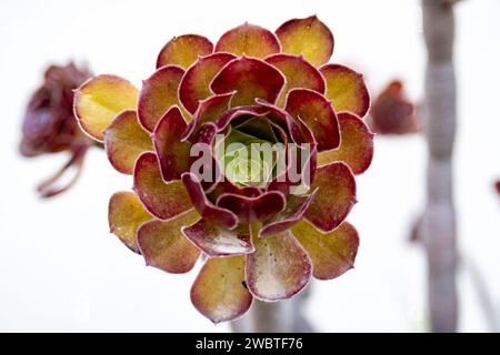 Nahaufnahme von Aeonium arboreum var. Atropurpureum. Stockfoto