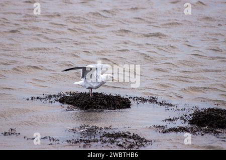 Die Glaucous-Winged Gull mit ihrem markanten Gefieder zieht die nordpazifische Küste entlang. Als Küstenwache verleiht er der Küste Eleganz und verkörpert die un Stockfoto