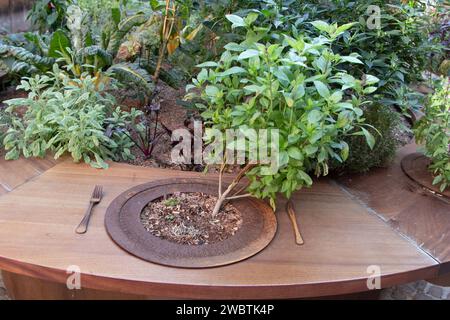 Detail der amüsanten, phantasievollen Ausstellung von essbaren Pflanzen im Garten „Kraft der Pflanzen“ im Maison de l'Outil (Werkzeugmuseum) in Troyes, Frankreich. Stockfoto