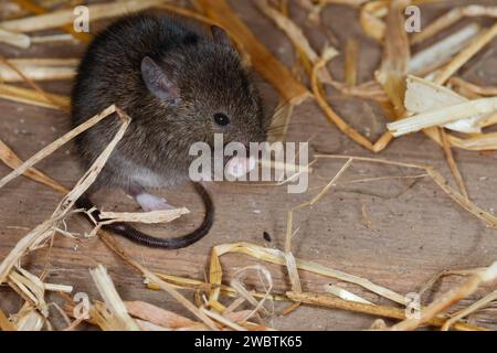 Hausmaus, Haus-Maus, Maus, Mäuse, Mus musculus, Hausmaus, Maus, Mäuse, La Souris grise, Souris domestique, Gemeinde Souris Stockfoto