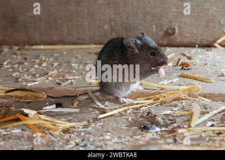 Hausmaus, Haus-Maus, Maus, Mäuse, Mus musculus, Hausmaus, Maus, Mäuse, La Souris grise, Souris domestique, Gemeinde Souris Stockfoto