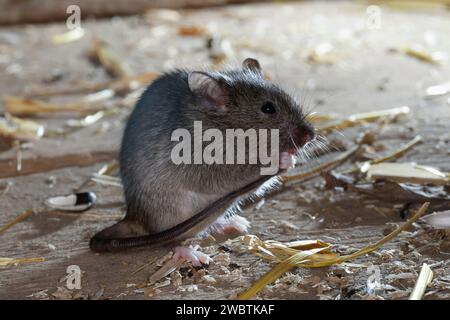 Hausmaus, Haus-Maus, Maus, Mäuse, Mus musculus, Hausmaus, Maus, Mäuse, La Souris grise, Souris domestique, Gemeinde Souris Stockfoto