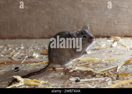 Hausmaus, Haus-Maus, Maus, Mäuse, Mus musculus, Hausmaus, Maus, Mäuse, La Souris grise, Souris domestique, Gemeinde Souris Stockfoto