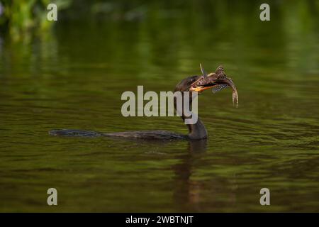 Ein neotroper Kormoran (Phalacrocorax brasilianus) mit einem im Pantanal gefangenen Pleco-Wels Stockfoto