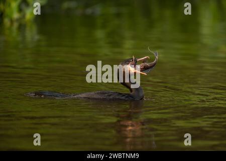 Ein neotroper Kormoran (Phalacrocorax brasilianus) mit einem im Pantanal gefangenen Pleco-Wels Stockfoto