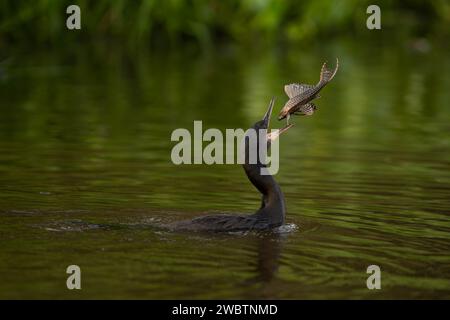 Ein neotroper Kormoran (Phalacrocorax brasilianus) mit einem im Pantanal gefangenen Pleco-Wels Stockfoto