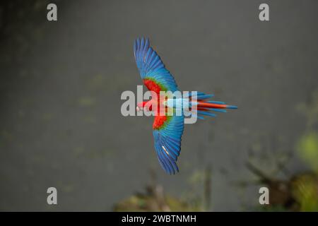 Fliegende Rote-und-Grüne Ara (Ara chloropterus) in Zentralbrasilien Stockfoto
