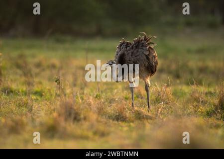 Greater Rhea (Rhea americana) aus dem Pantanal von Brasilien Stockfoto