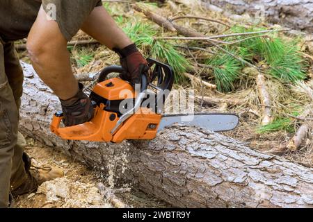 Ein erfahrener Holzfäller schneidet Bäume mit einer Kettensäge im Wald Stockfoto