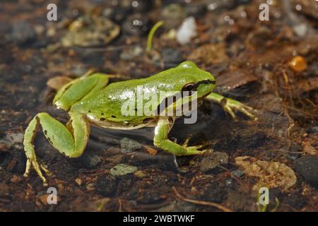 Natürliche Nahaufnahme auf einem wunderschönen grünen Pazifik-Baumrog, Pseudacris regilla, der nach dem Regen in einer Pfütze aus seichtem Wasser sitzt Stockfoto