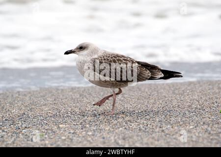 Die Europäische Heringsmöwe, ein junger Vogel, der auf einem Bein am Sandstrand steht. Heringsmöwen brauchen vier Jahre, um das erwachsene Gefieder zu erreichen. Stockfoto