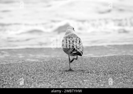 Seevögel am Ufer des Schwarzen Meeres: Eine junge Möwe, die am Sandstrand der Schwarzmeerküste schlendert. Nahaufnahme. Stockfoto