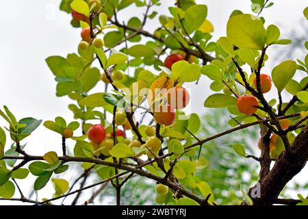 Acerolakirsche oder Guarani-Kirsche (Malpighia emarginata) Früchte auf dem Baum Stockfoto