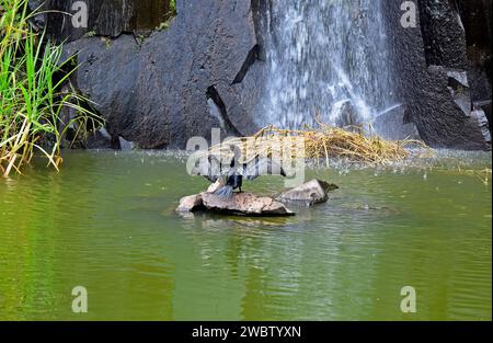 Neotroper Kormoran oder oliver Kormoran (Nannopterum brasilianum) am See Stockfoto