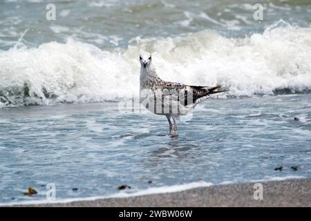 Seevögel am Ufer des Schwarzen Meeres: Eine junge Möwe, die am Sandstrand der Schwarzmeerküste schlendert. Nahaufnahme. Stockfoto