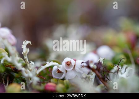 Blüte einer Preiselbeere oder Preiselbeere, die auf Kryptogamikmatten in der arktischen Tundra wächst. Es ist ein niedriger immergrüner Sträucher mit schleichenden horizontalen Wurzeln. Stockfoto