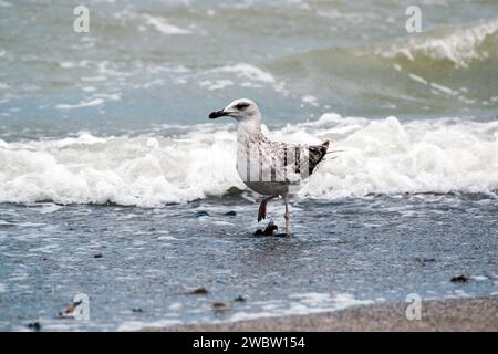 Seevögel am Ufer des Schwarzen Meeres: Eine junge Möwe, die am Sandstrand der Schwarzmeerküste schlendert. Nahaufnahme. Stockfoto