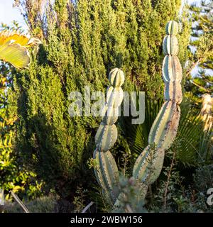 Blick von unten auf einen grossen Stachelbirnen-Kaktus vor einem blauen Himmel. Israel Stockfoto